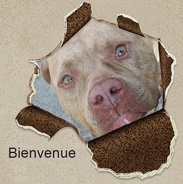 un toit pour eux